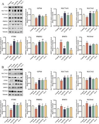 Fisetin exerts neuroprotective effects in vivo and in vitro by inhibiting ferroptosis and oxidative stress after traumatic brain injury